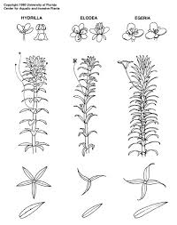 Attēlu rezultāti vaicājumam “Elodea canadensis”