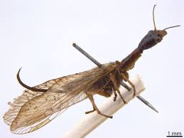 Attēlu rezultāti vaicājumam “Raphidioptera”