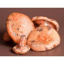 Attēlu rezultāti vaicājumam “Lactarius deliciosus”