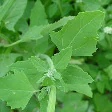 Attēlu rezultāti vaicājumam “Chenopodium album leaf”