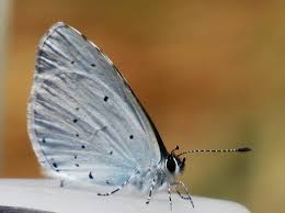 Attēlu rezultāti vaicājumam “Celastrina argiolus male”