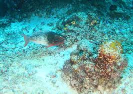 Image result for Scarus rubroviolaceus