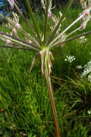 Attēlu rezultāti vaicājumam “Laserpitium prutenicum”