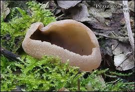 Attēlu rezultāti vaicājumam “Peziza varia”