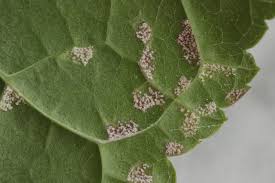 Attēlu rezultāti vaicājumam “Pucciniastrum areolatum”