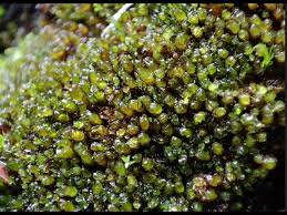 Attēlu rezultāti vaicājumam “Lophozia ascendens”