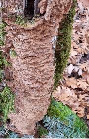 Attēlu rezultāti vaicājumam “Phellinus ferruginosus”