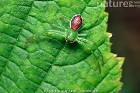 Attēlu rezultāti vaicājumam “Diaea dorsata”