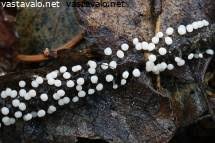 Attēlu rezultāti vaicājumam “Didymium melanospermum spores”