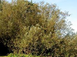 Attēlu rezultāti vaicājumam “Salix triandra”