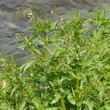 Attēlu rezultāti vaicājumam “Veronica anagallis-aquatica”