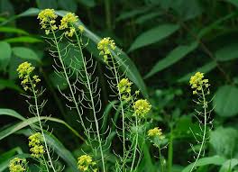 Attēlu rezultāti vaicājumam “Sisymbrium loeselii”