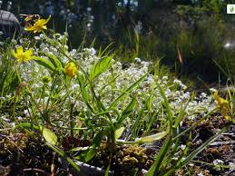 Attēlu rezultāti vaicājumam “Ranunculus flammula flower”