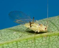 Attēlu rezultāti vaicājumam “Drepanosiphum platanoidis exuvia”