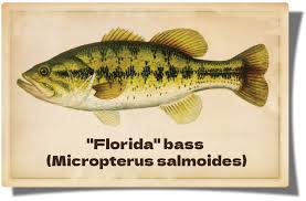 Image result for Micropterus salmoides