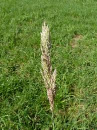 Attēlu rezultāti vaicājumam “Holcus lanatus”