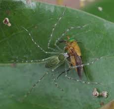 Attēlu rezultāti vaicājumam “Pisauridae”