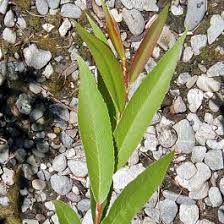 Attēlu rezultāti vaicājumam “Salix x doniana”