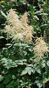 Image result for Aruncus dioicus
