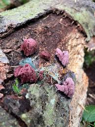 Attēlu rezultāti vaicājumam “Comatricha ellae spores”