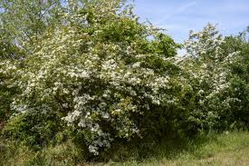 Attēlu rezultāti vaicājumam “Crataegus x macrocarpa”