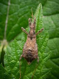 Attēlu rezultāti vaicājumam “Himacerus apterus”