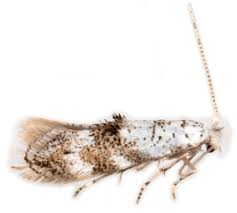 Attēlu rezultāti vaicājumam “Bucculatricidae”