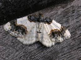 Attēlu rezultāti vaicājumam “Ligdia adustata”