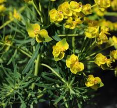 Attēlu rezultāti vaicājumam “Euphorbia cyparissias flower”