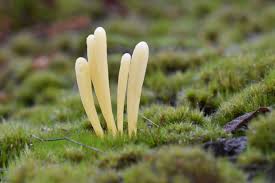 Attēlu rezultāti vaicājumam “Clavaria argillacea”