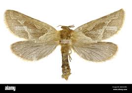 Attēlu rezultāti vaicājumam “Hepialus sylvina female”