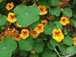 Image result for Tropaeolum majus