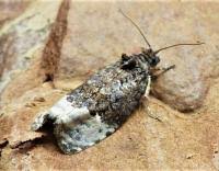 Attēlu rezultāti vaicājumam “Apotomis betuletana”