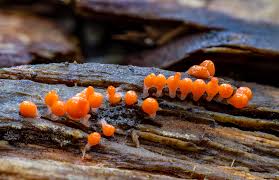 Attēlu rezultāti vaicājumam “Hemitrichia sp.”