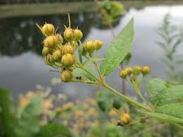 Attēlu rezultāti vaicājumam “Lysimachia thyrsiflora bud”