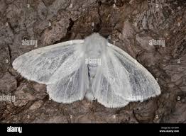 Attēlu rezultāti vaicājumam “Leucodonta bicoloria imago”