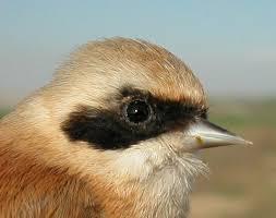 Attēlu rezultāti vaicājumam “Remiz pendulinus adult”