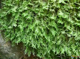 Attēlu rezultāti vaicājumam “Neckera complanata”