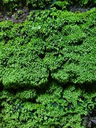 Attēlu rezultāti vaicājumam “Bryum moravicum”