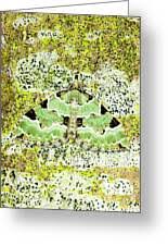 Attēlu rezultāti vaicājumam “Colostygia pectinataria male”