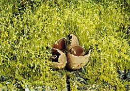 Attēlu rezultāti vaicājumam “Funaria hygrometrica”