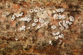 Attēlu rezultāti vaicājumam “Lachnella alboviolascens”