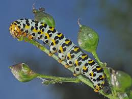 Attēlu rezultāti vaicājumam “Shargacucullia scrophulariae”