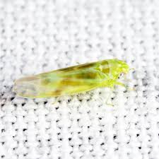 Attēlu rezultāti vaicājumam “Empoasca sp.”