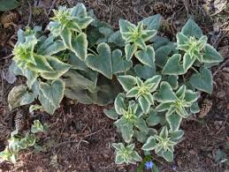 Attēlu rezultāti vaicājumam “Lunaria annua leaf”
