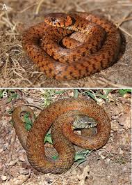 Attēlu rezultāti vaicājumam “Natrix natrix”