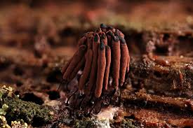 Attēlu rezultāti vaicājumam “Stemonitis fusca young”