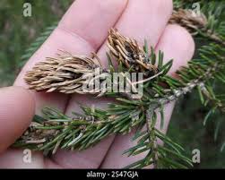 Attēlu rezultāti vaicājumam “Sacchiphantes abietis”