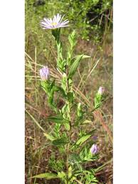 Attēlu rezultāti vaicājumam “Symphyotrichum x salignum leaf”