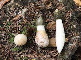 Attēlu rezultāti vaicājumam “Phallus impudicus”